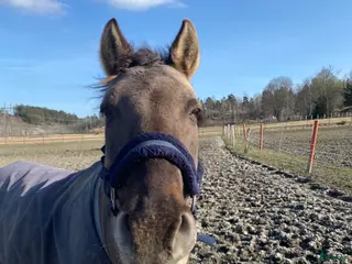 hästar Snäll läromästare - Annons 17