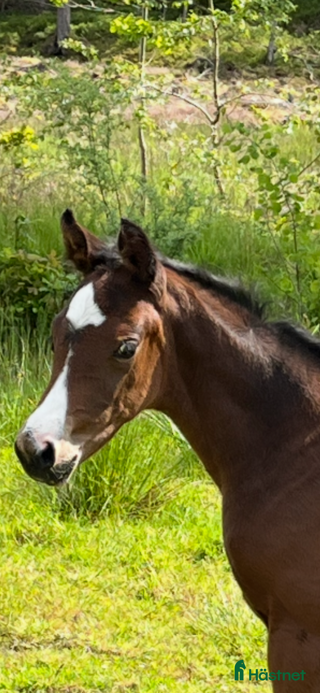 Dressyr hästar till salu: Stoföl  - Annons 2