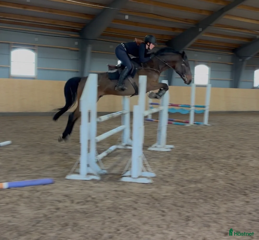 Hoppning hästar till salu: Storhoppande rolig häst - Annons 1