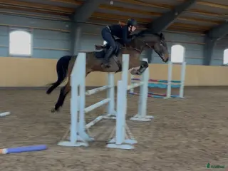 hästar Storhoppande rolig häst - Annons 5