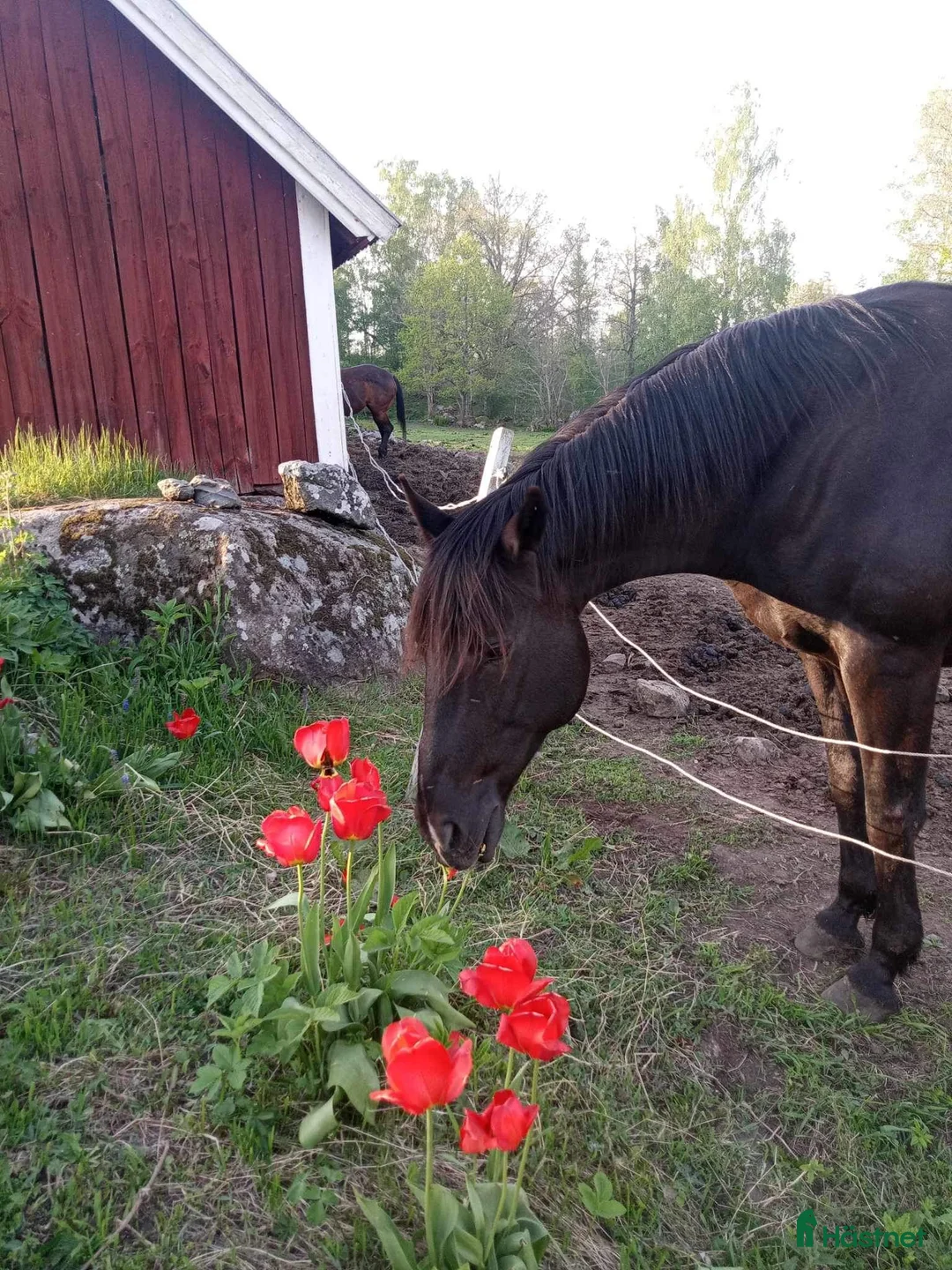 Hoppning hästar till salu: Matcho Man – Fin häst med kapacitet i Ödeshög - Annons 2
