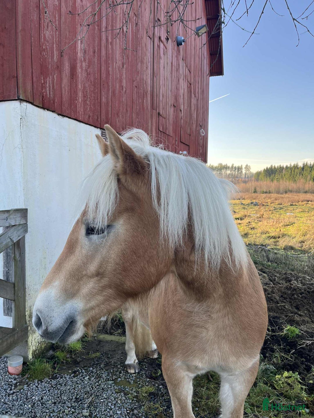 Allround hästar till salu: Haflingersto  i Sandsjöfors - Annons 5