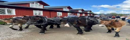 Allround hästar till salu: Lovande Nordsvensk unghäst - Annons 4