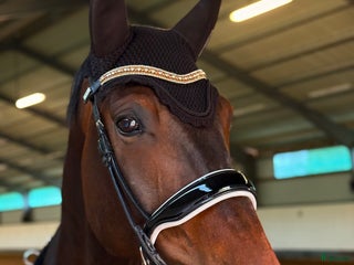 medryttarhäst sökes: Envis 5årig dressyrvalack m potential i Grödinge - Annons 6