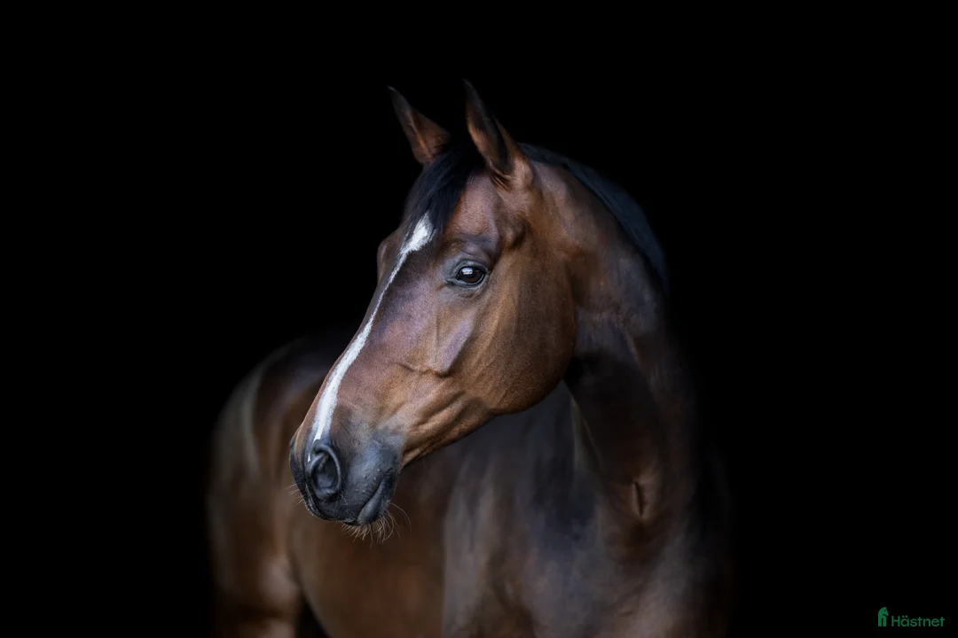Dressyr hästar till salu: Talangfull häst med stor gång i Kil - Annons 2