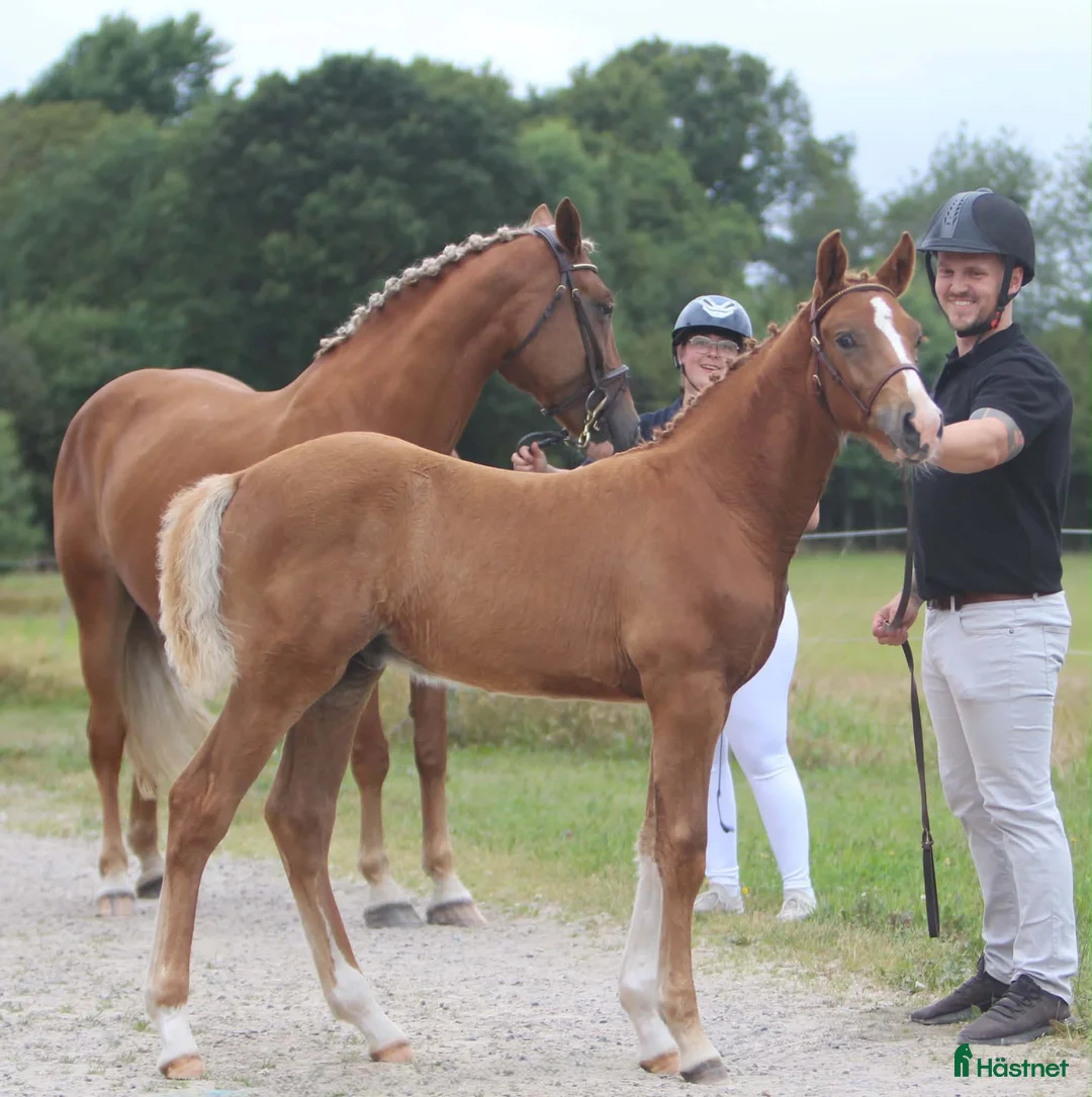 Hoppning hästar till salu: 🌟Framtidens sporthäst/allround talang 🌟 - Annons 3