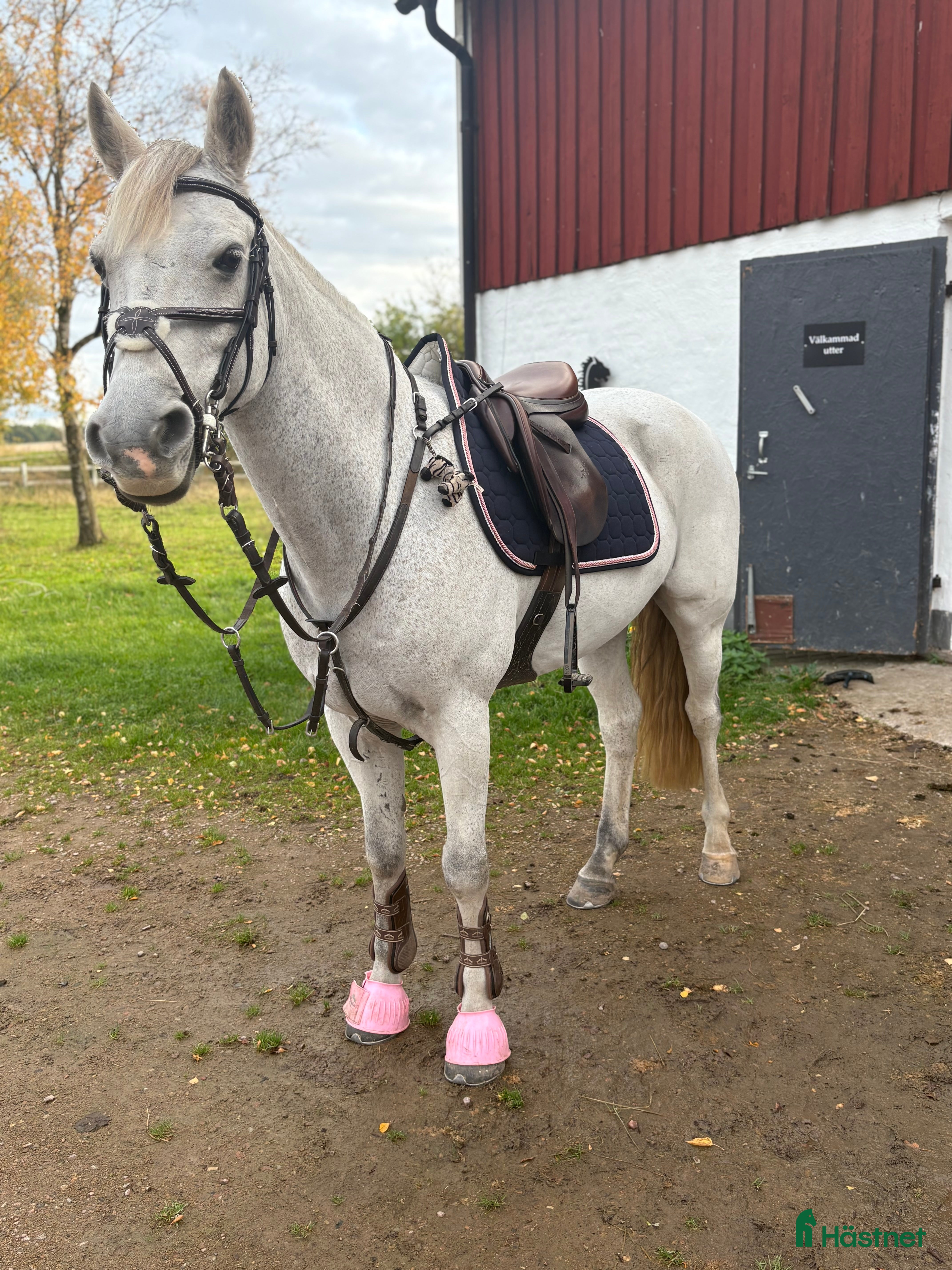  hästar Ponny med kapacitet med rätt ryttare💗 - Annons 8