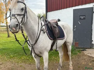 hästar Ponny med kapacitet med rätt ryttare💗 - Annons 8