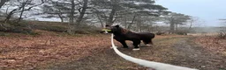  medryttarhäst finnes: Skogsmullehäst söker medryttare - Annons 12
