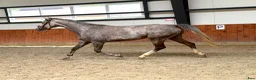 Hoppning hästar till salu: Talented and quick mare for showjumping! - Annons 4
