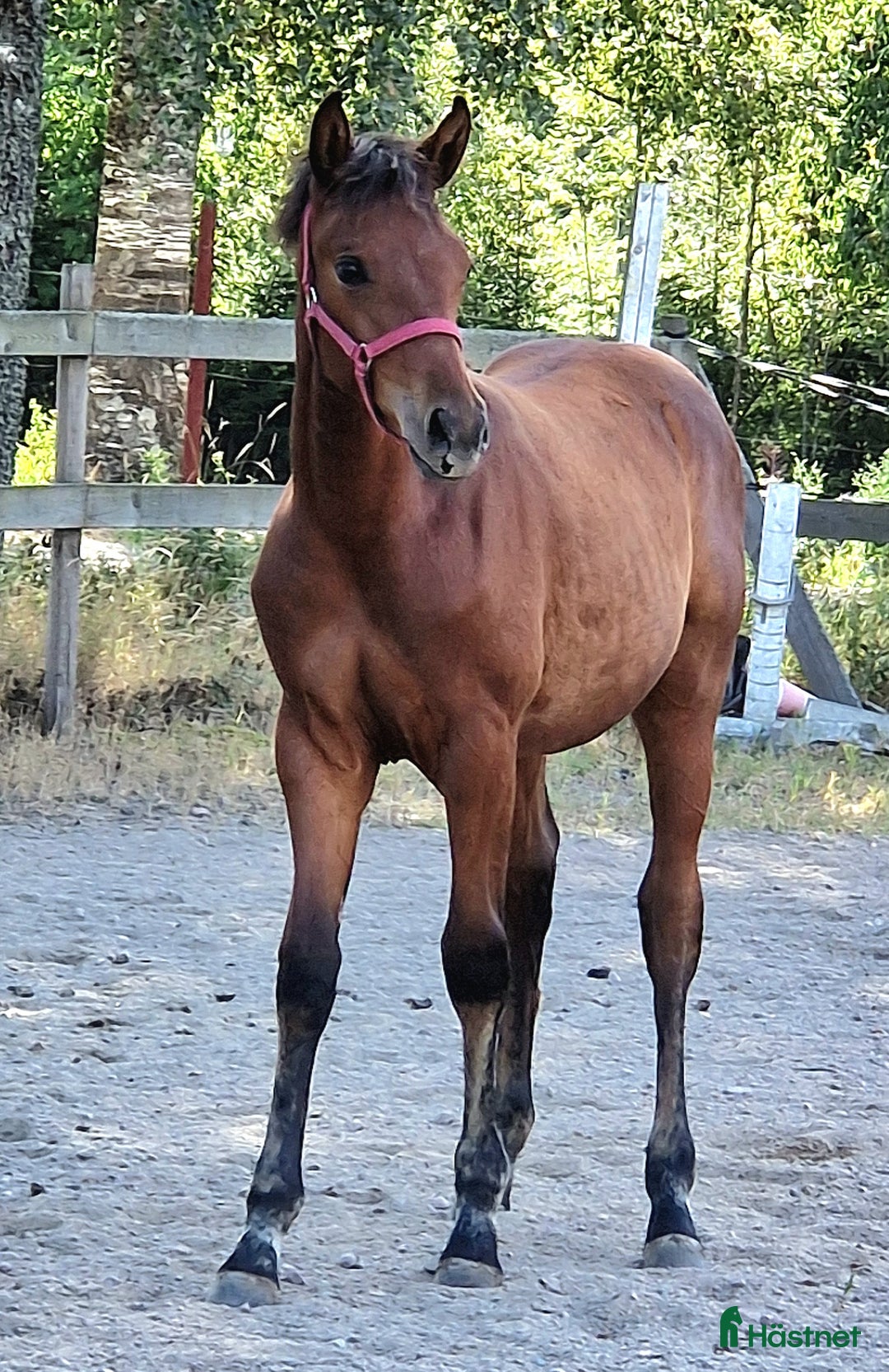 Övrigt hästar till salu: Harmoniskt stoföl  i Bruzaholm - Annons 3
