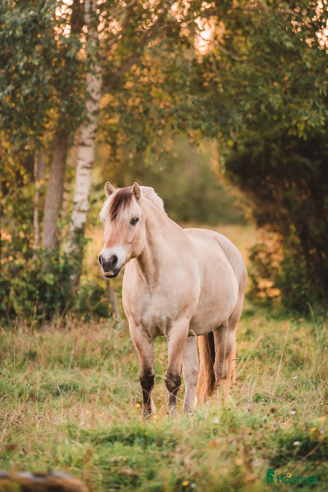 Allround hästar till salu: Välutbildad valack som älskar att hoppa i Skövde - Annons 3