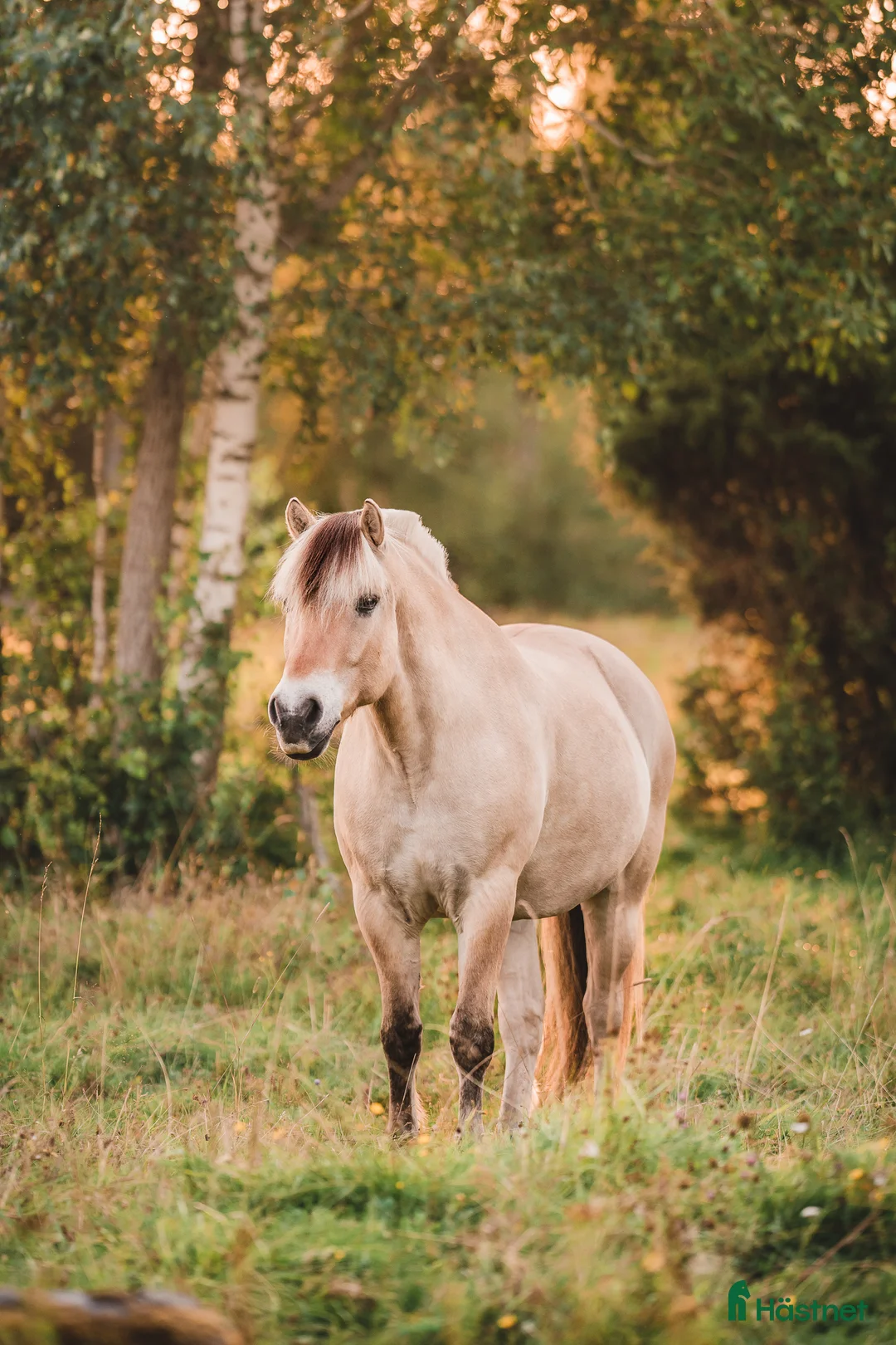 Allround hästar till salu: Välutbildad valack som älskar att hoppa i Skövde - Annons 3