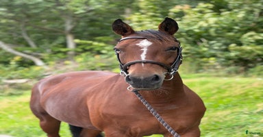  hästar i Fjärås - Annons 3