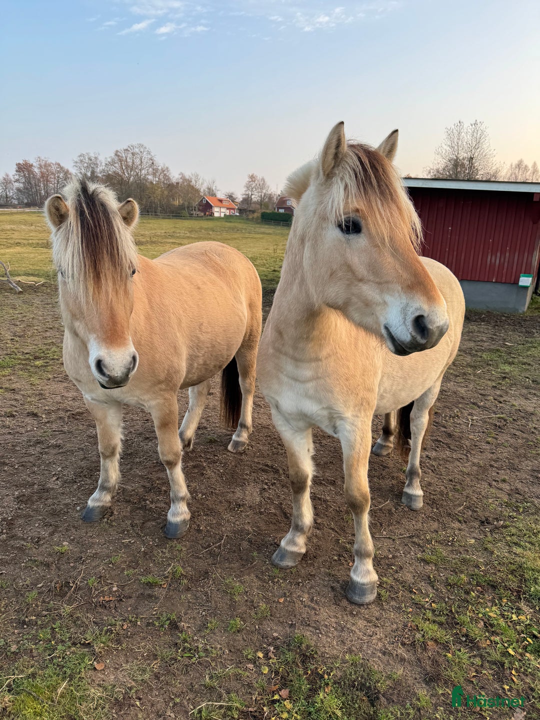 Allround hästar till salu: Pigg och snäll unghäst  i Holm - Annons 5