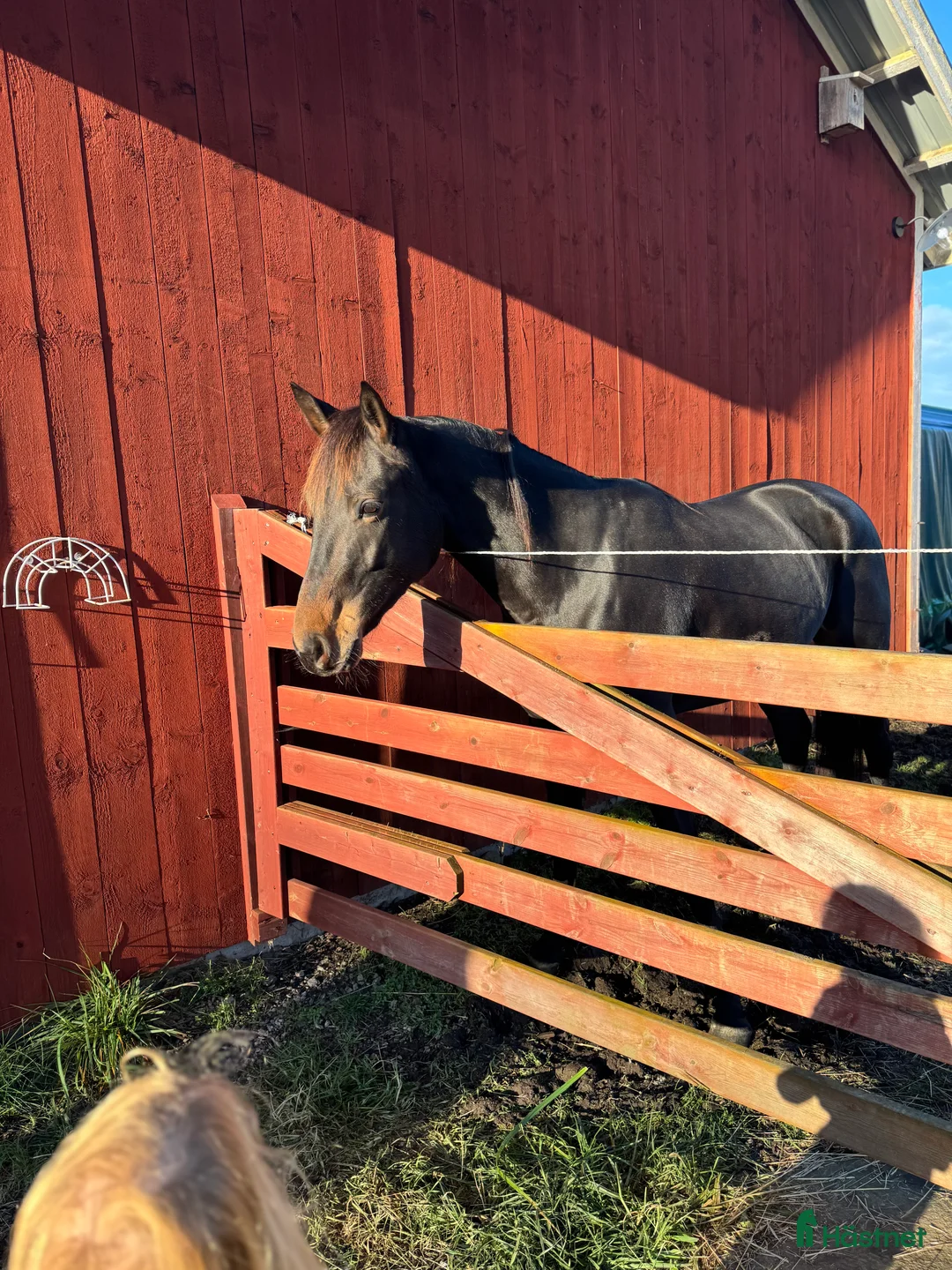 Allround hästar till salu: Nätt och feminint sto - Annons 1