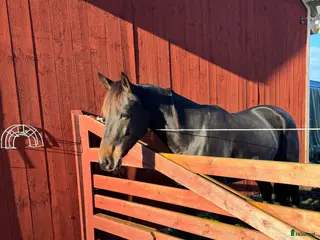 hästar Nätt och feminint sto - Annons 1