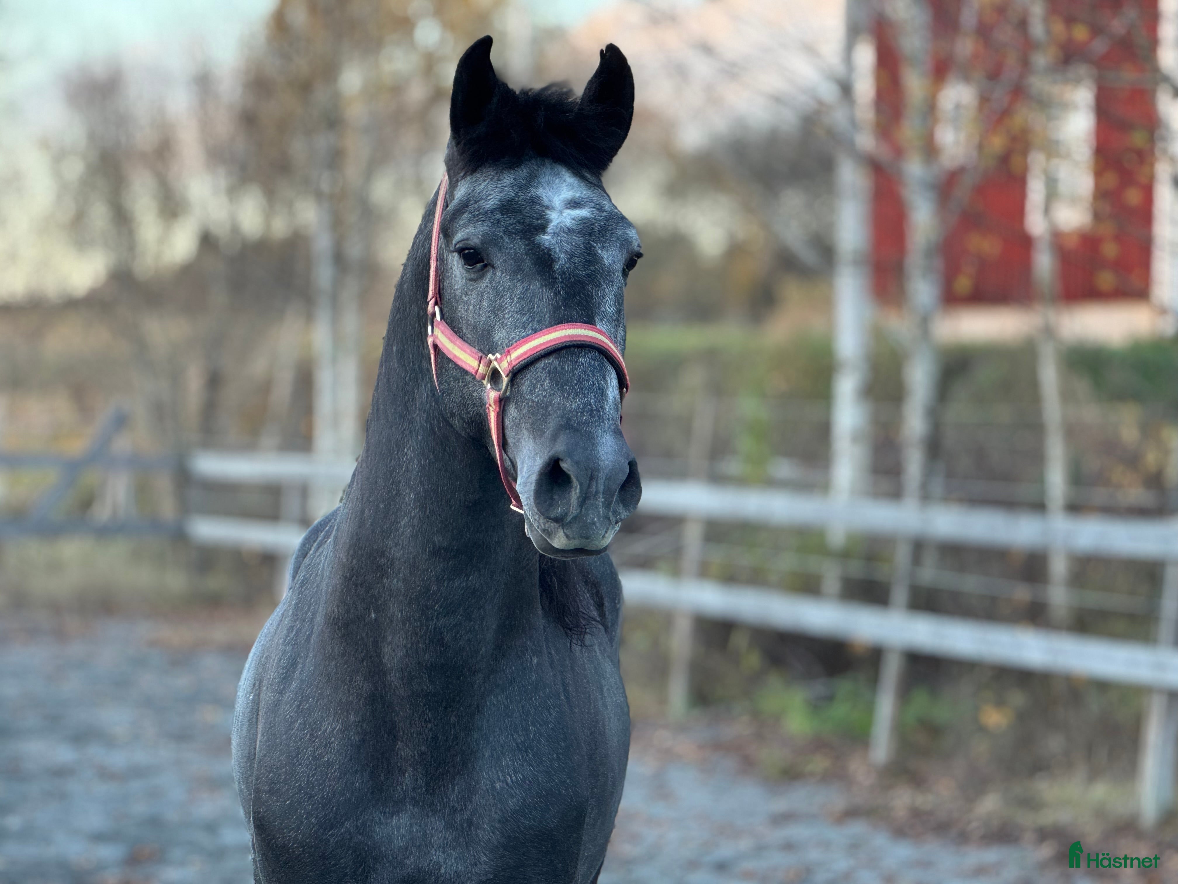  hästar Charmig PRE-korsning / Andalusier - Annons 2