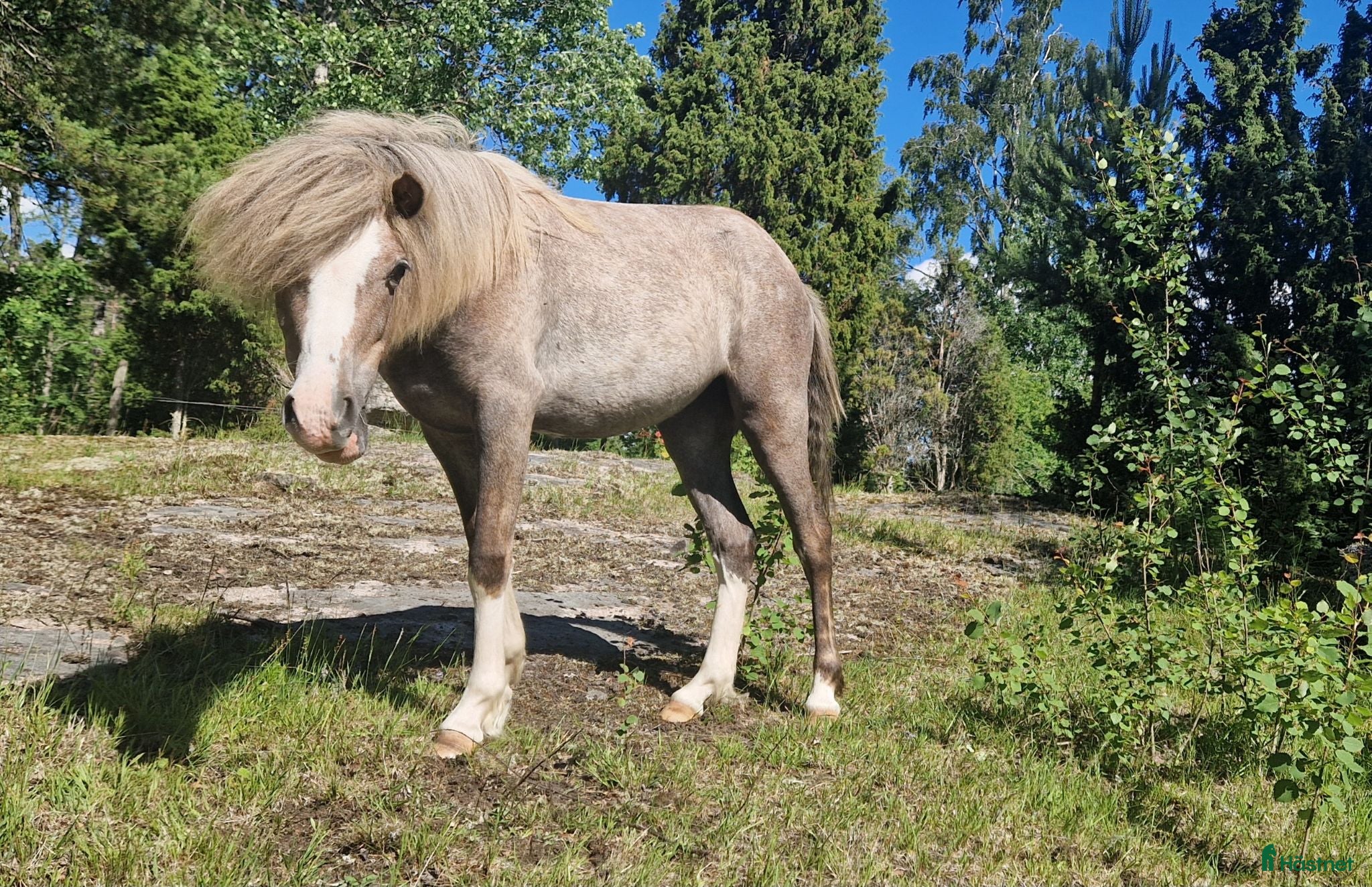  hästar Personlig ponny - Annons 2