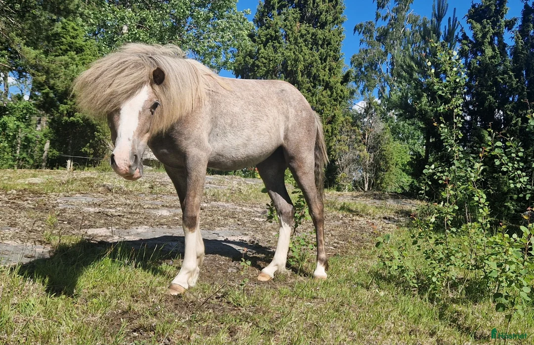 Allround hästar till salu: Personlig ponny - Annons 2