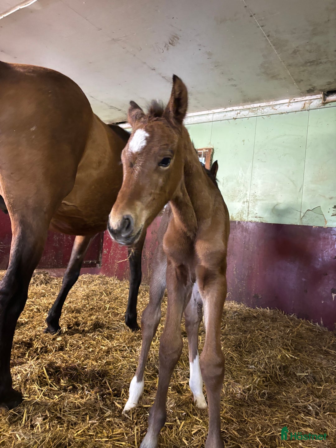 Hoppning hästar till salu: Framtida topp sto e. Pegase van’t Ruytershof! i Ullared - Annons 5