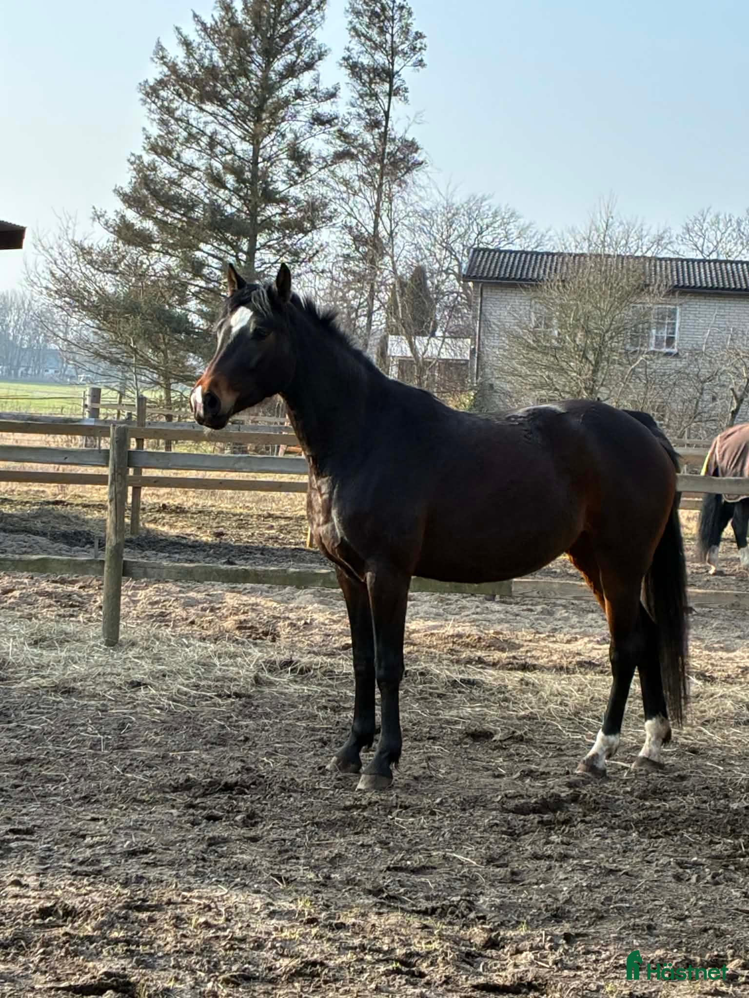  hästar 4-åring för valfri disciplin ✨️ - Annons 1