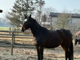 hästar 4-åring för valfri disciplin ✨️ - Annons 2