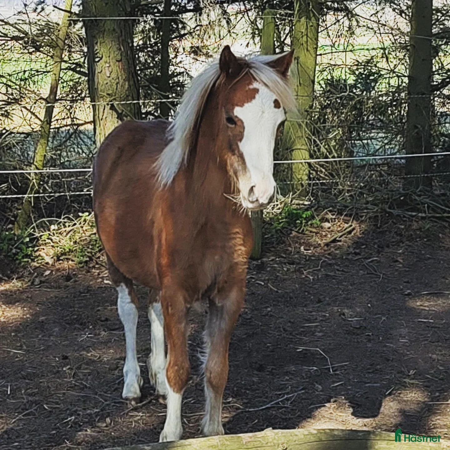  hästar Welsh mountainhingst - Annons 2