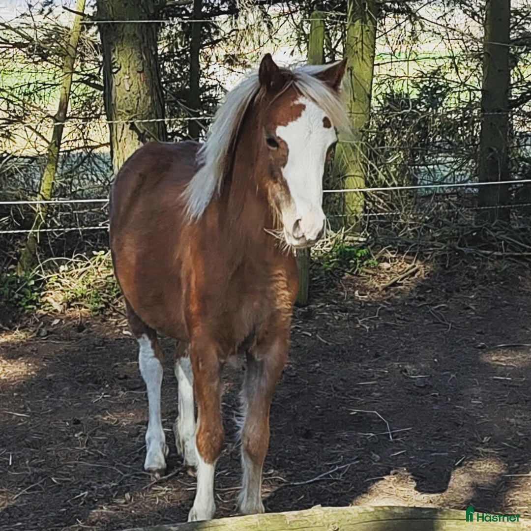 Allround hästar till salu: Welsh mountainhingst - Annons 2