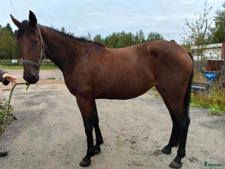 hästar 2 st 2-åringar i Bygdeå - Annons 17