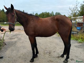 hästar 2 st 2-åringar i Bygdeå - Annons 8