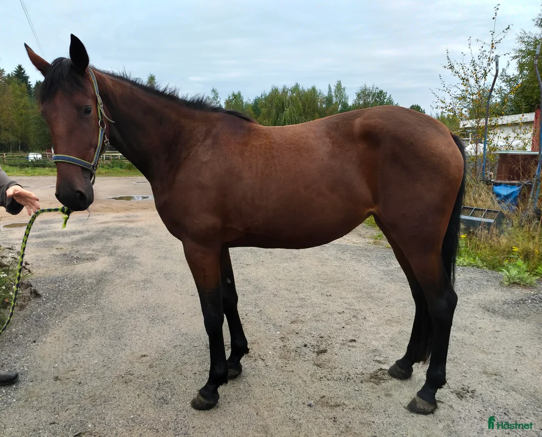 Trav hästar till salu: 2 st 2-åringar i Bygdeå - Annons 1