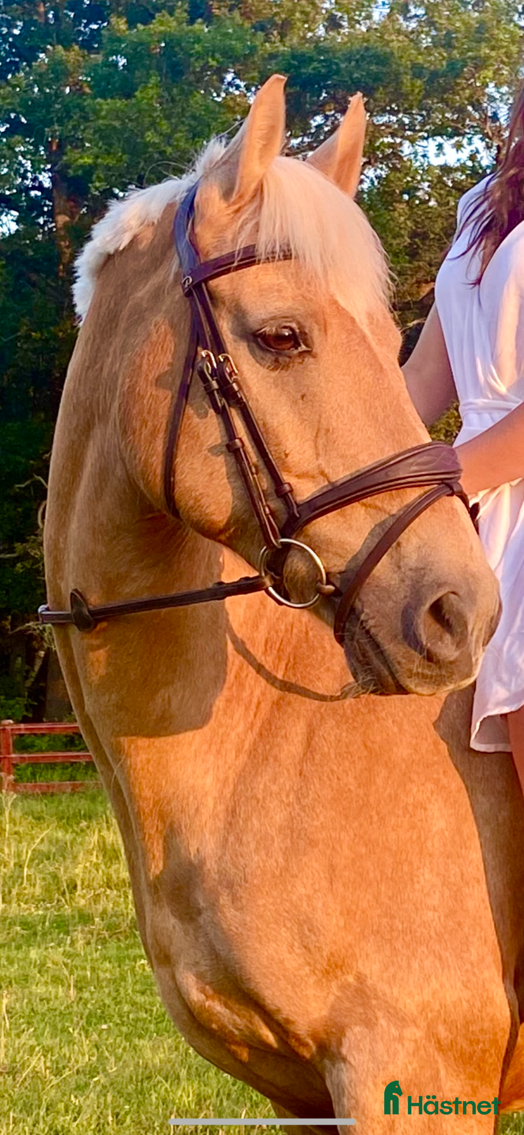 Allround hästar till salu: Cool Läromästare i Lidingö - Annons 10