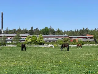 hästjobb Ledig stalltjänst på fina Ekeby Gård i Danderyd! i Djursholm - Annons 16