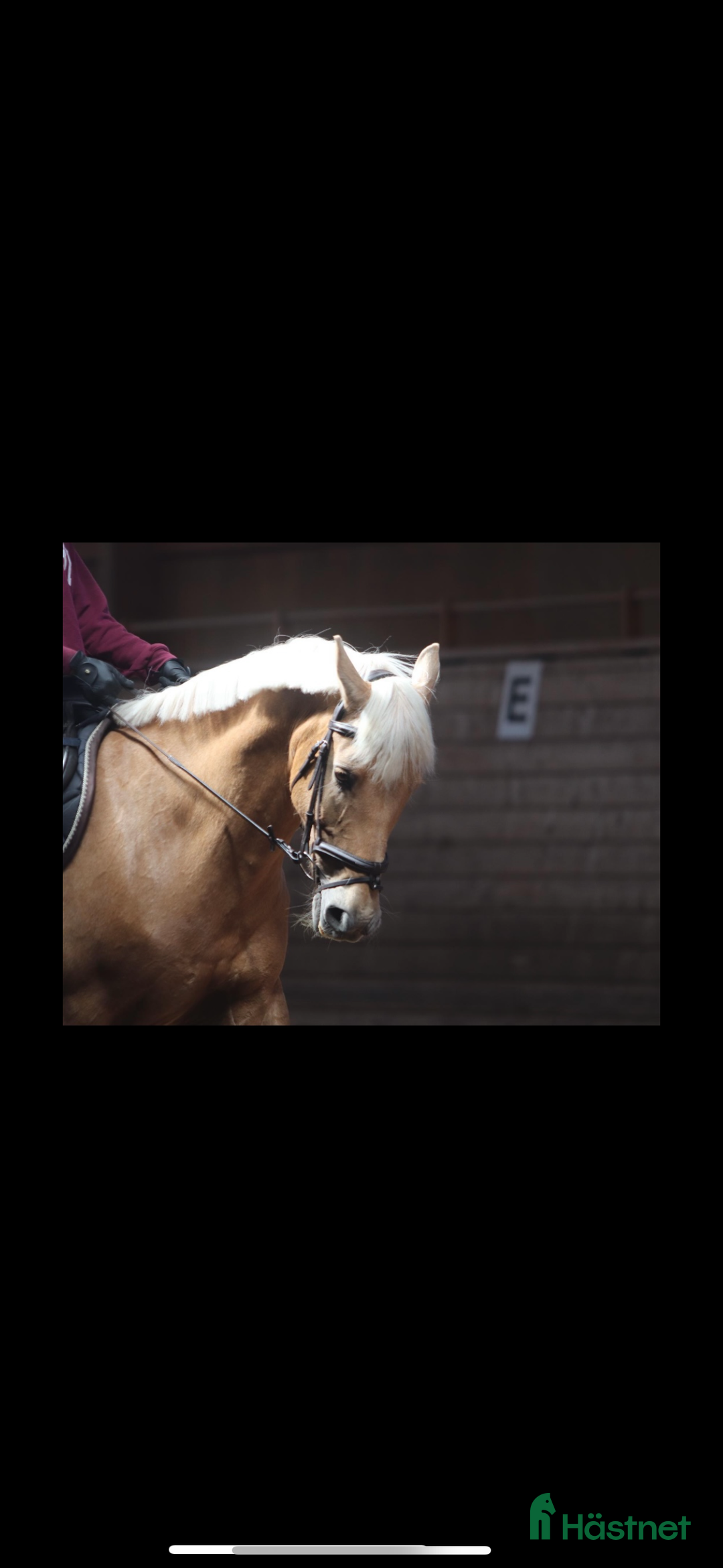 Allround hästar till salu: Cool Läromästare i Lidingö - Annons 4