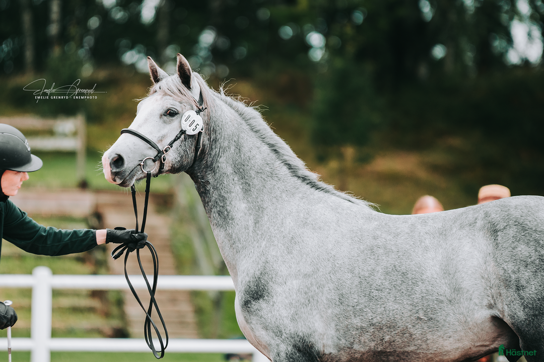 Allround hästar till salu: Lovande ettårig connemarahingst i Norsholm - Annons 1