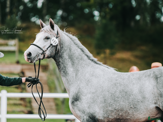 hästar Lovande ettårig connemarahingst i Norsholm - Annons 20