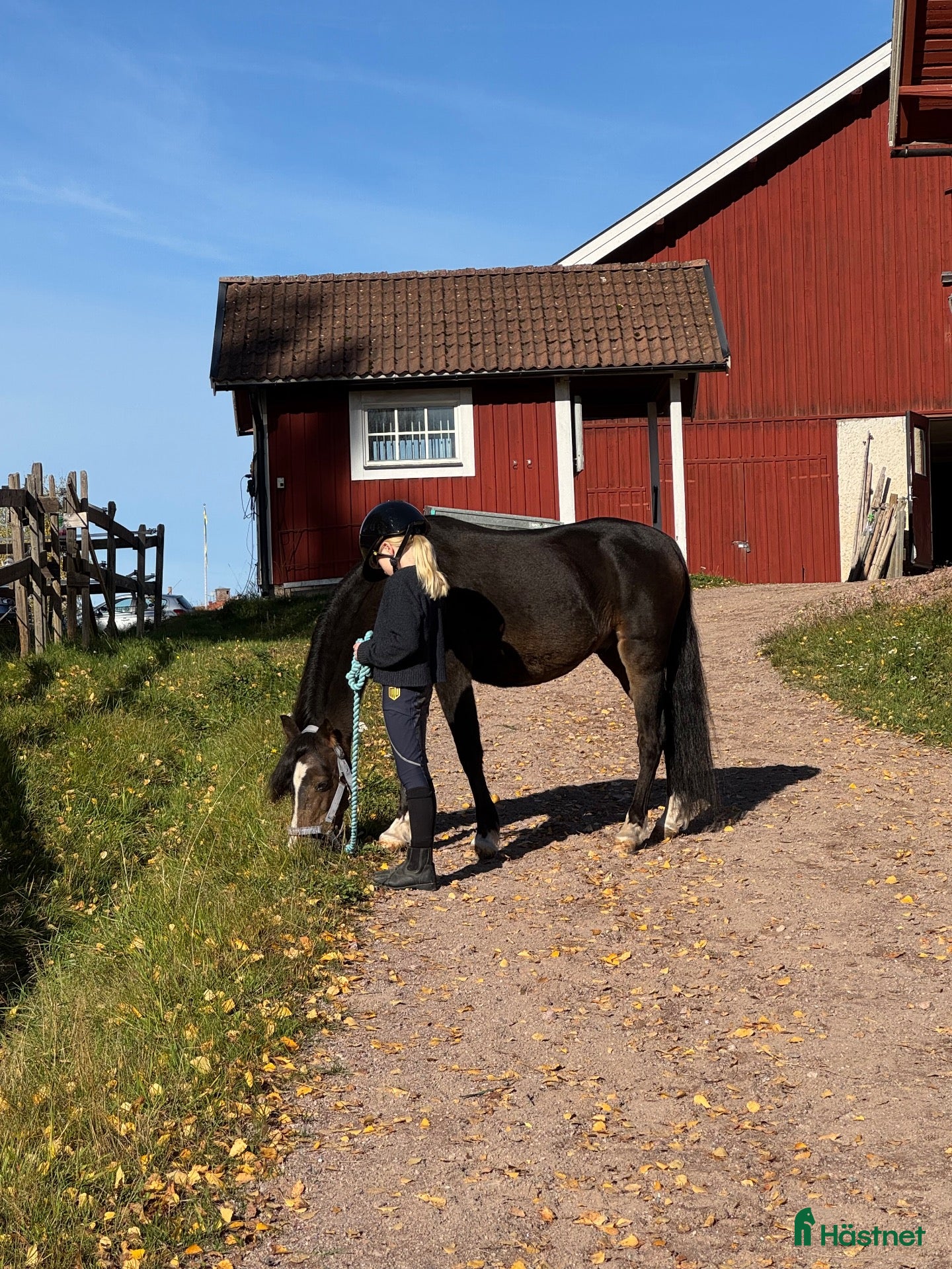  hästar sökes: Trygg och snäll B-ponny sökes - Annons 3