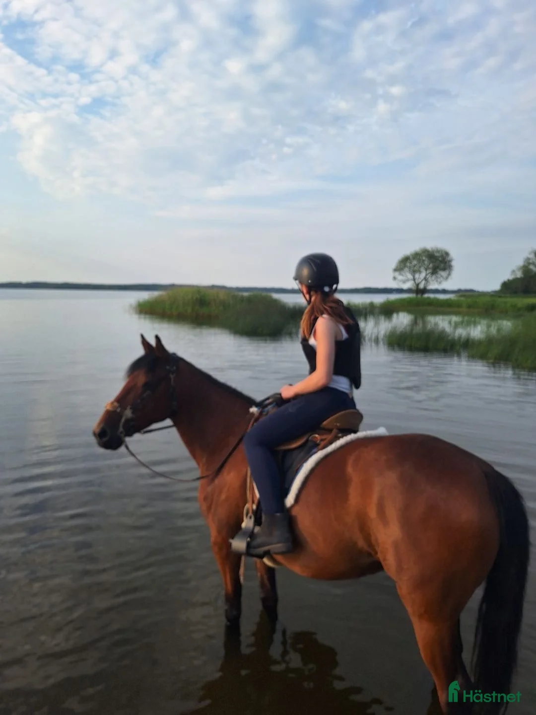  medryttarhäst sökes: Söker medryttarhäst  i Tyringe - Annons 1