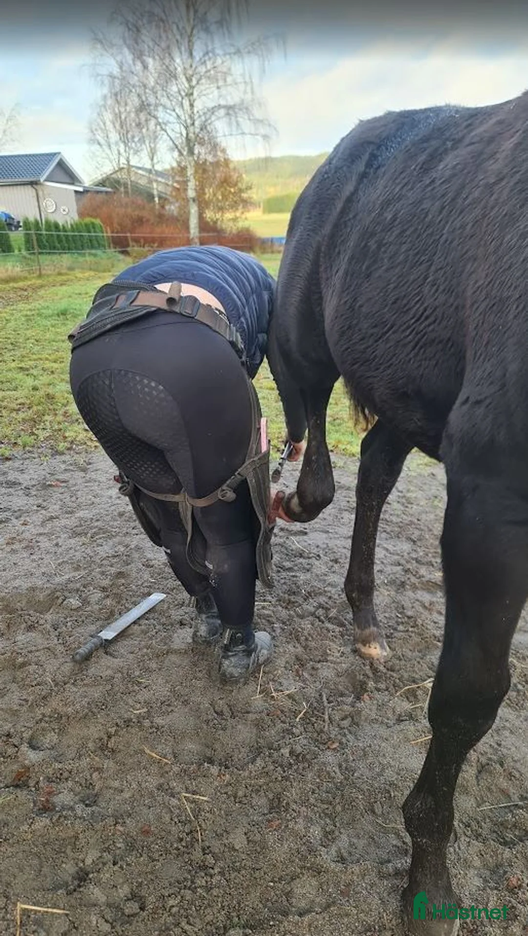 Dressyr hästar till salu: Svart Hingst Föl efter Bon Couer/Fürst Belissaro i Strömstad - Annons 5