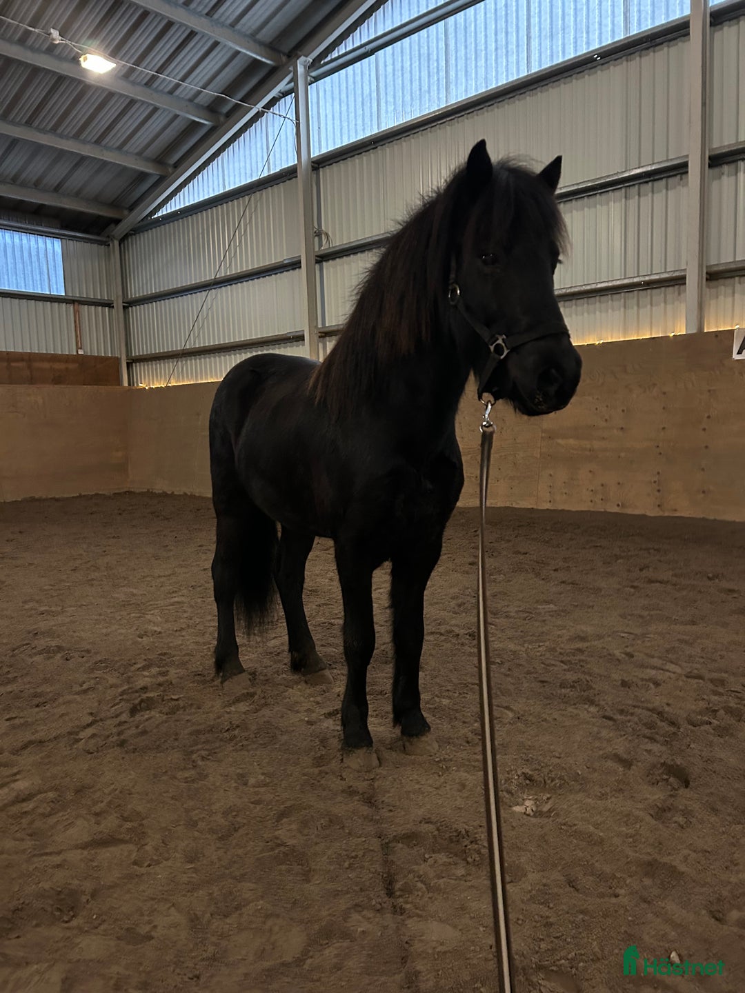 Island hästar till salu: Sportig högrest & vacker i Fjugesta - Annons 4