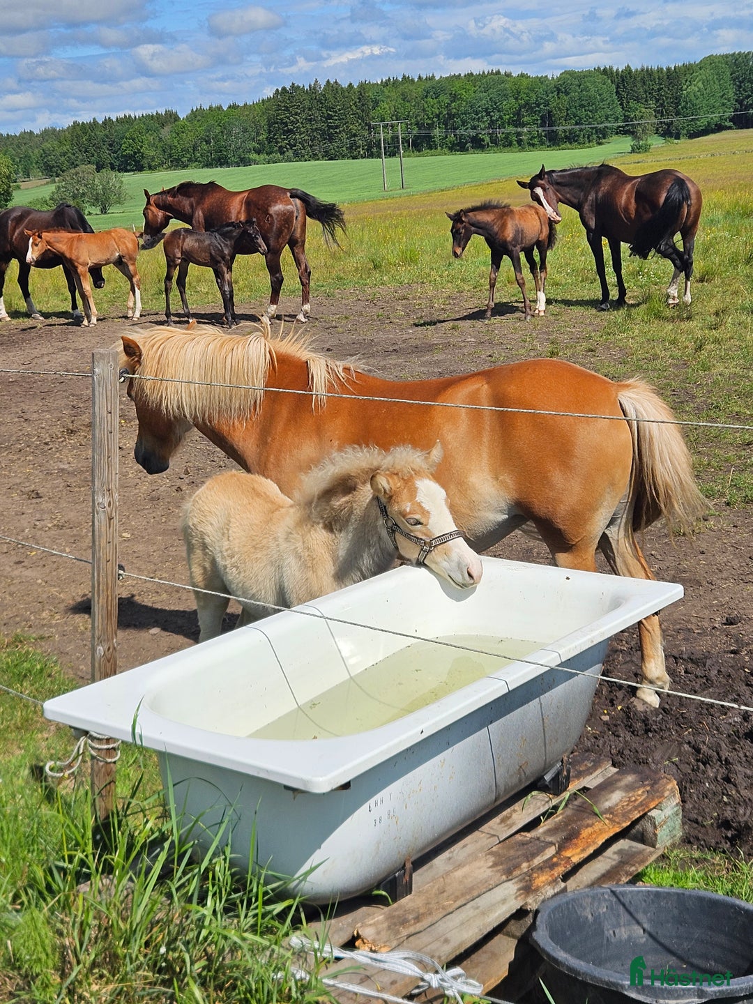 Allround hästar till salu: Trevligt sto med vilja att lära i Nol - Annons 3