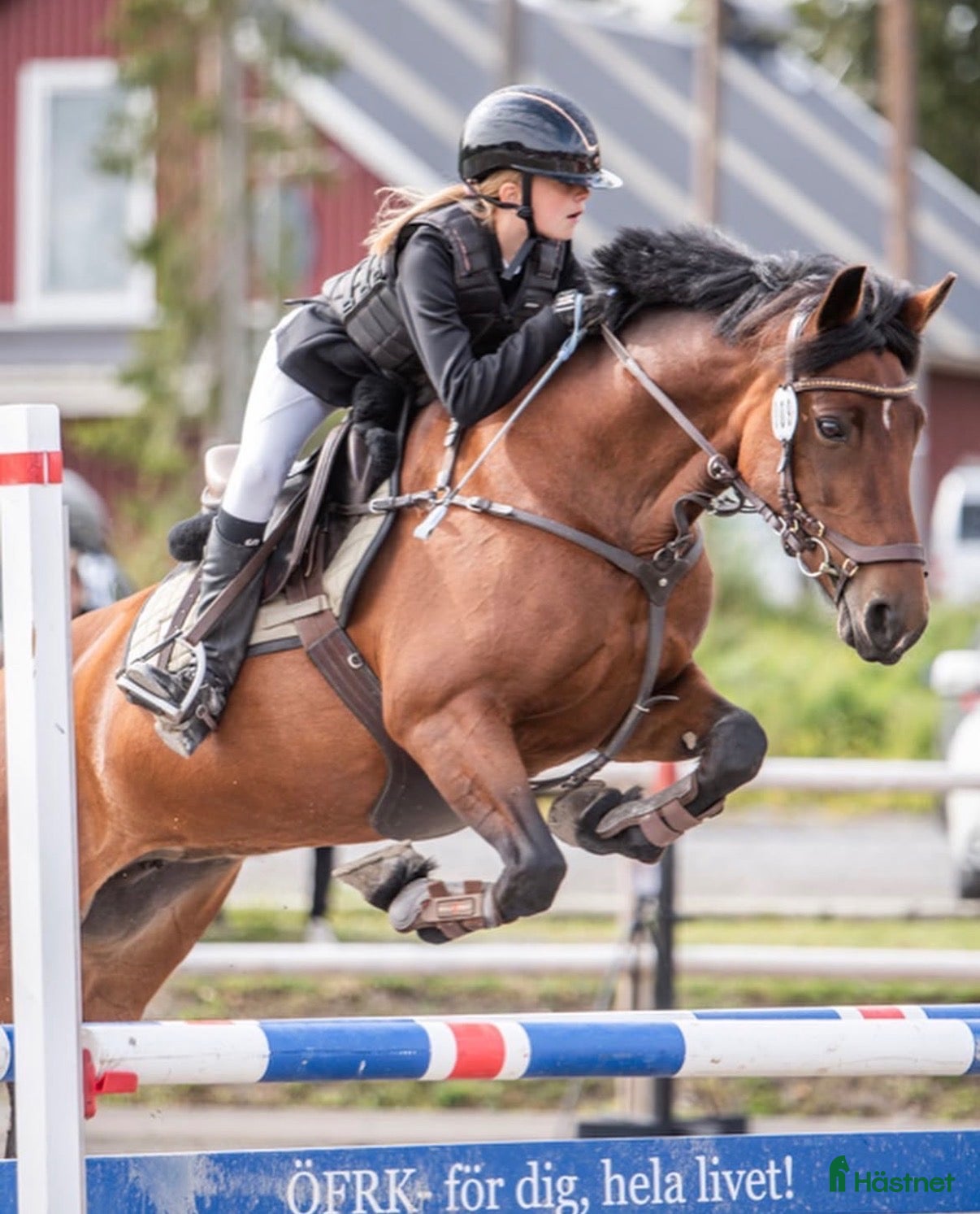  hästar Maxat C-ponnysto med energi  - Annons 2