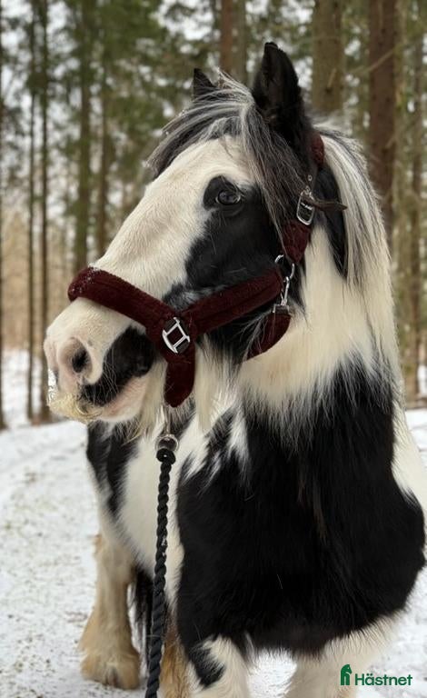  medryttarhäst finnes: 🐴 Medryttare sökes till fina Ady! 🐴 - Annons 2