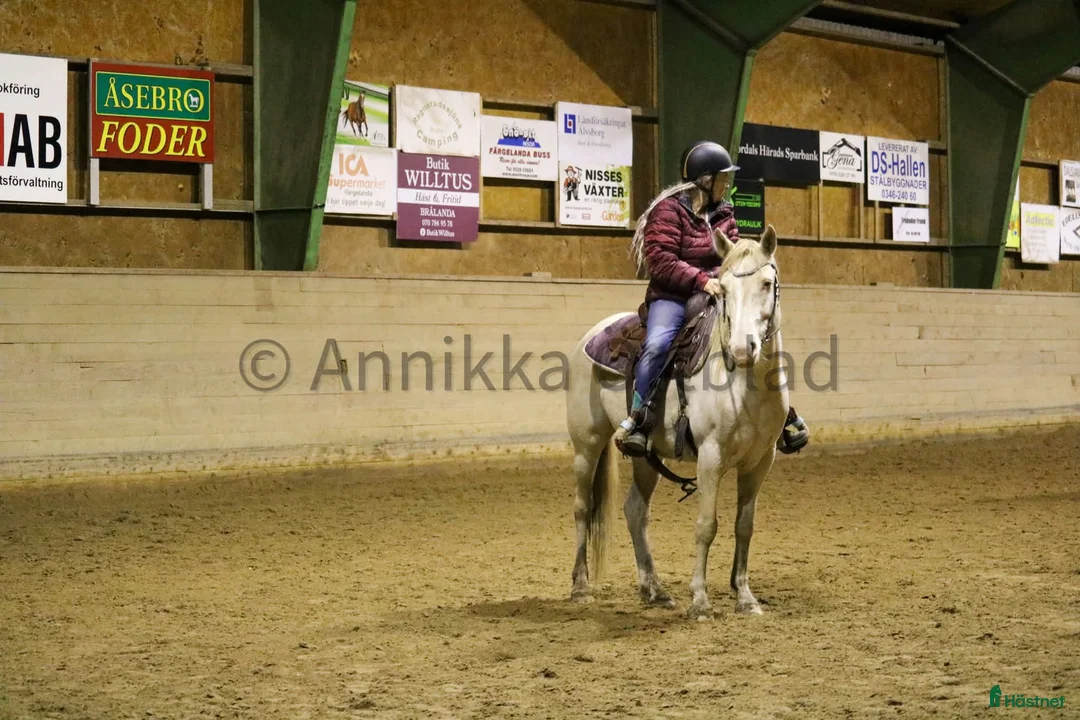 Working Equitation hästar till salu: En riktigt trevlig ponny  i Färgelanda - Annons 2
