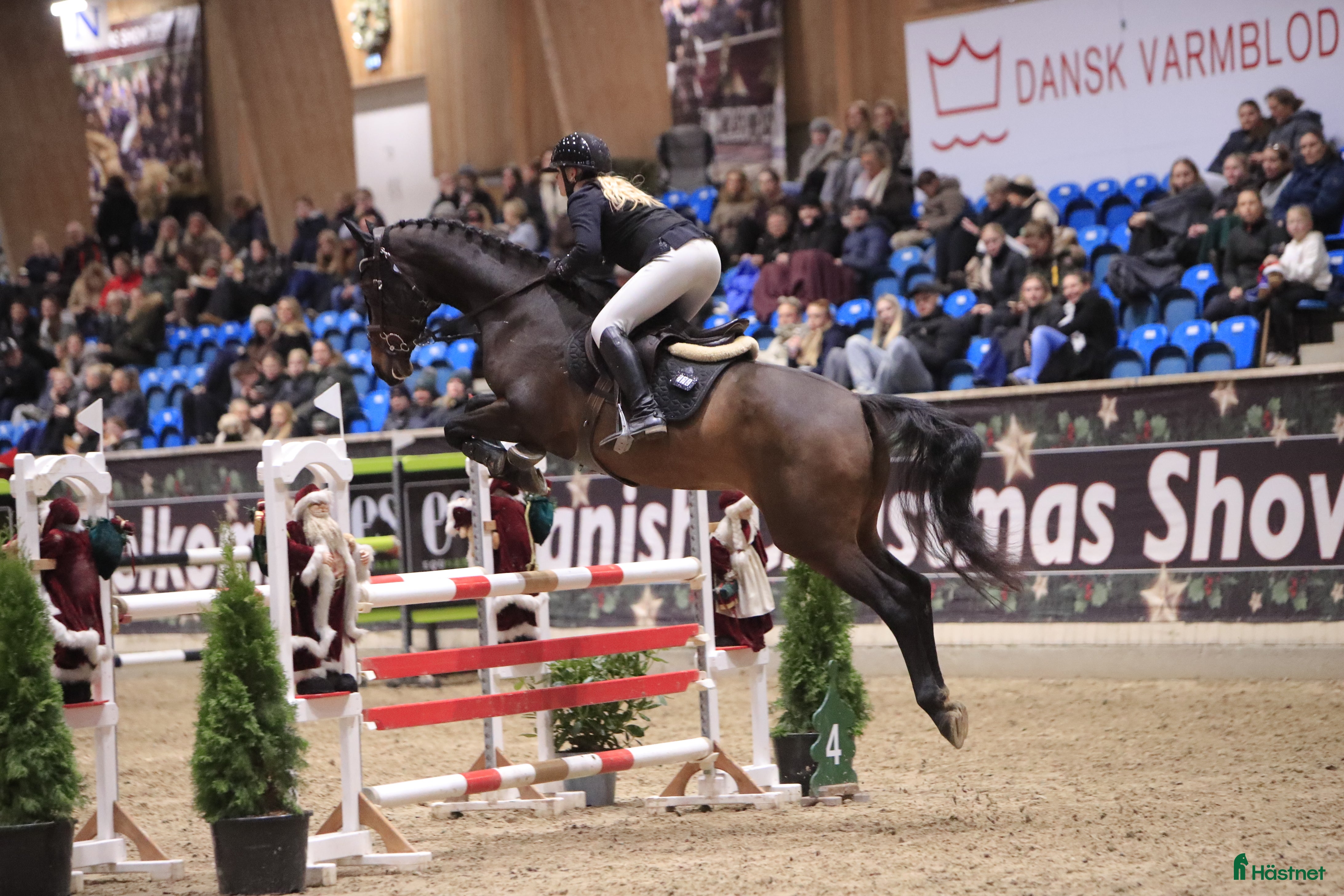  hästar Talentfuld hoppe, med masser af kvalitet - Annons 11
