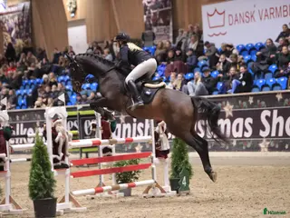 hästar Talentfuld hoppe, med masser af kvalitet - Annons 11