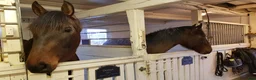  stallplats finnes: Lediga stallplatser i Trosa/Vagnhärad i Vagnhärad - Annons 6