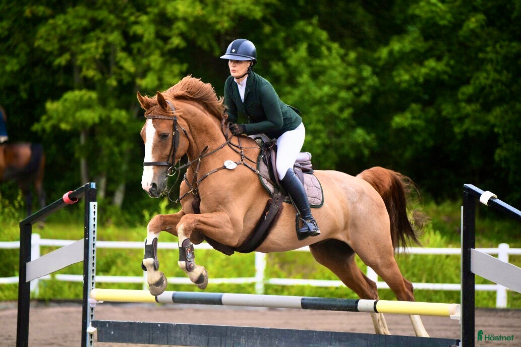  hästservice Hjälp finnes! i Sigtuna - Annons 19