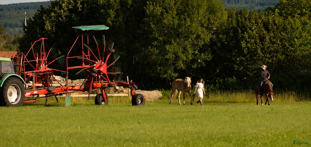 Allround hästar till salu: Europas högsta Haflinger? i Hjo - Bild 4